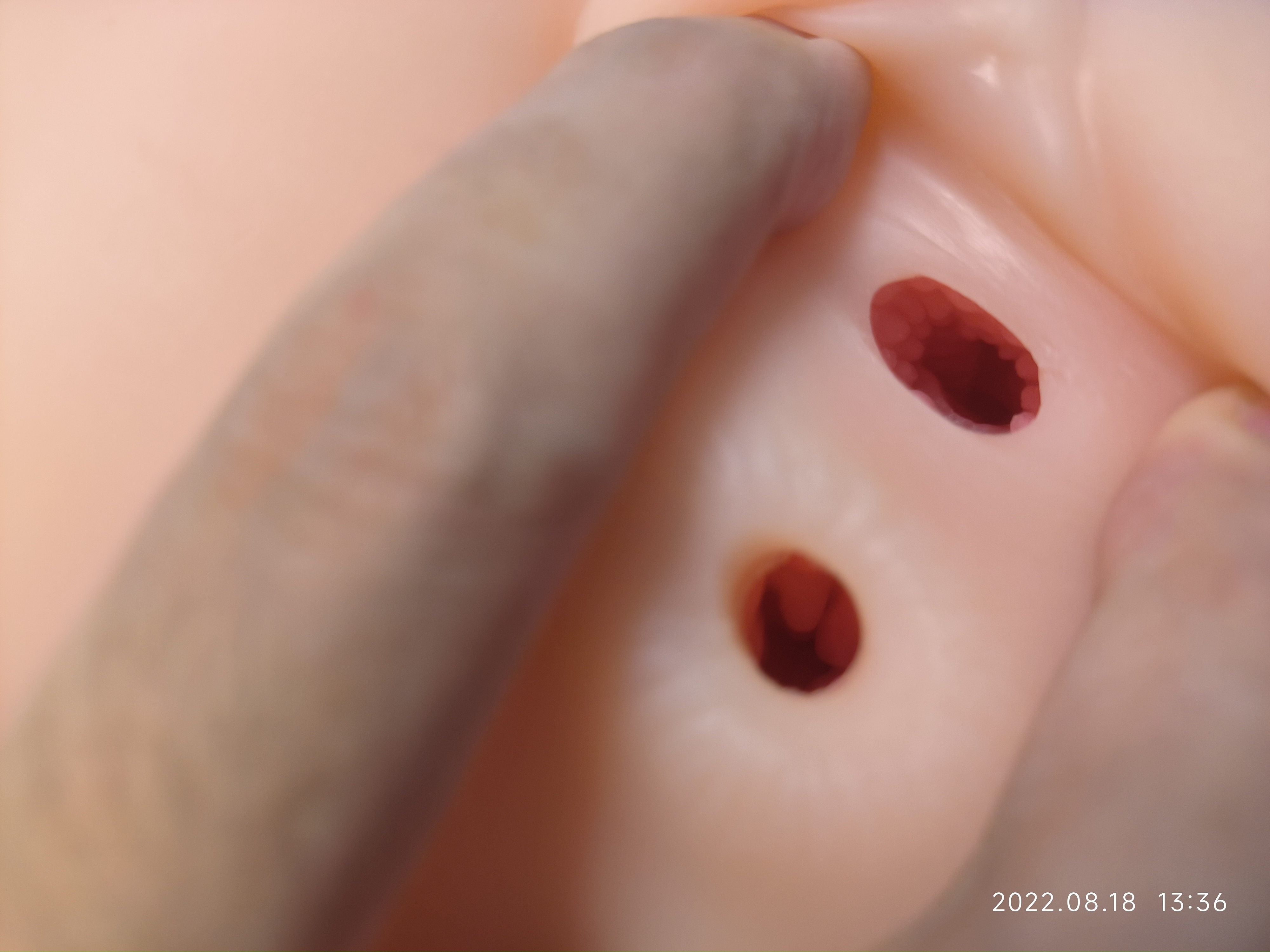 Kaguyano 番茄酱 布丁款   catchup番茄酱