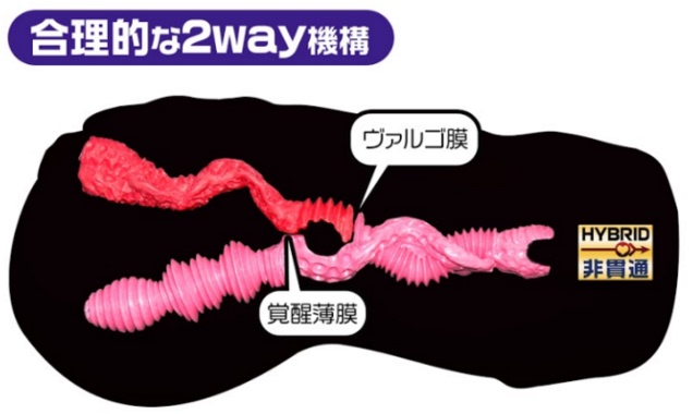 原创:Magic Eyes玫瑰新娘测评   新娘玫瑰花语和寓意