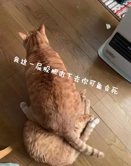 “小伙子,鹅蛋一样大的杯子你“尝过”没?”—紧致肉蛋(中低刺激)评测
