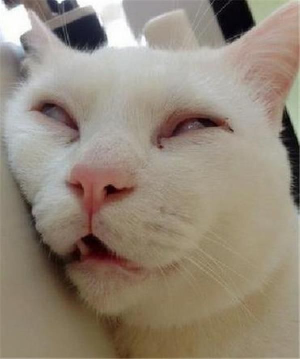 YUU虎牙妹妹飞机杯名器评测 – 故事向体验分享