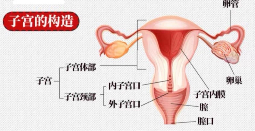 “是时候展现真正的技术了！”magiceyes极彩子宫（中等刺激）评测/四星半推荐[db:副标题]