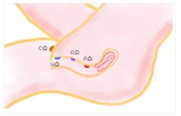 让她高潮迭起的口爱技巧竟然是它