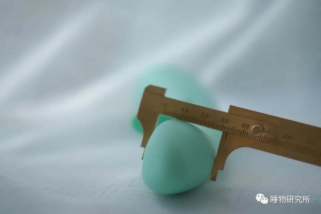 玩具测评Vol.40：TITILLO萌芽