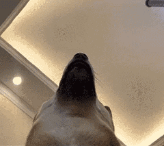 ROMPFlip艾薇棒测评