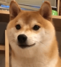 PULSE Solo Cute-b情趣按摩棒测评