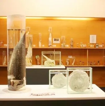 【吴小飘玩测评】神奇丁丁和它的好朋友